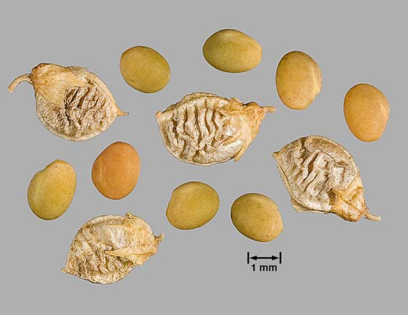 Melilotus officinalis